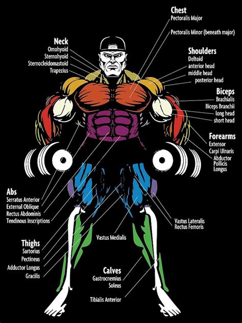 Complete Muscle Guide for Bodybuilders